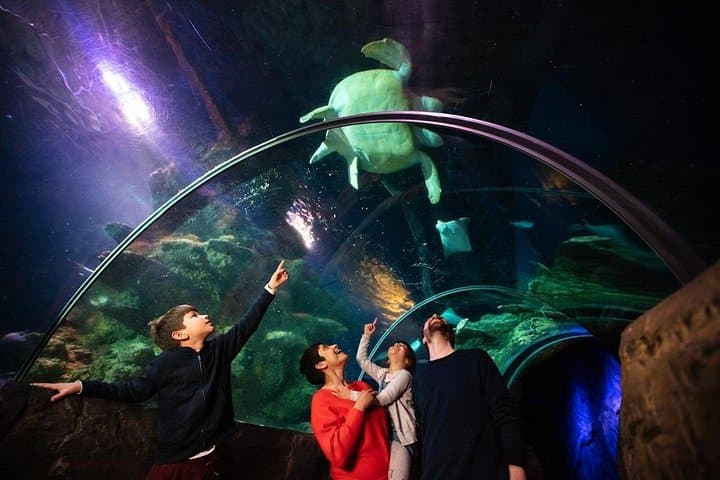London Eye & SEA LIFE Aquarium: Skyline Views and Marine Encounters photo 4