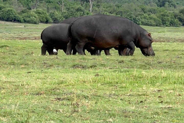 Chobe Morning Game Drive: Half-Day Safari from Victoria Falls