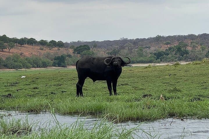 Chobe Morning Game Drive: Half-Day Safari from Victoria Falls photo 2