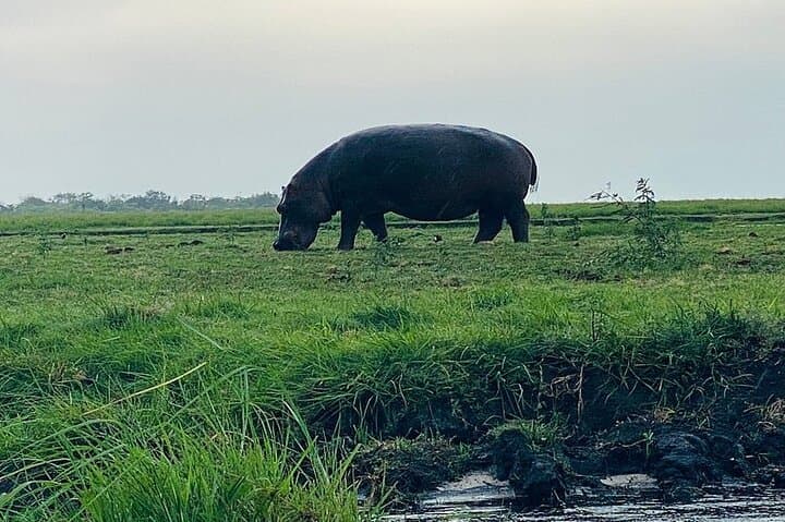 Chobe Morning Game Drive: Half-Day Safari from Victoria Falls photo 3