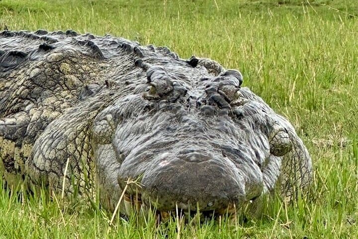 Chobe Morning Game Drive: Half-Day Safari from Victoria Falls photo 4