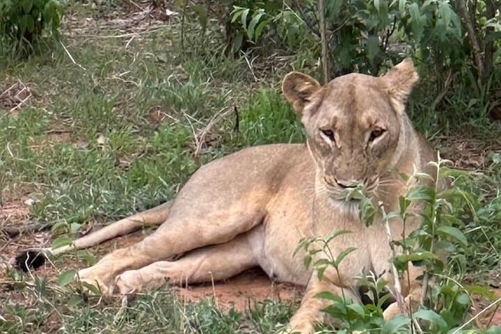 Chobe Morning Game Drive: Half-Day Safari from Victoria Falls photo 5