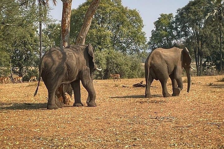 Chobe Morning Game Drive: Half-Day Safari from Victoria Falls photo 6