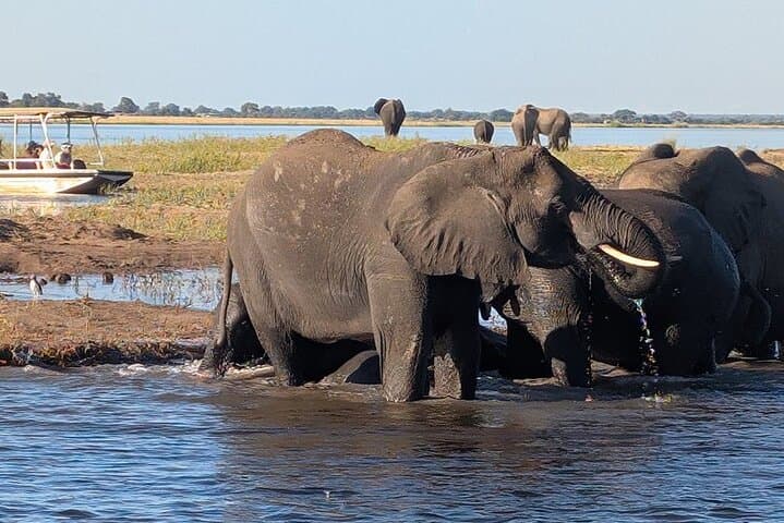 Chobe River Afternoon Boat Safari: Half-Day Wildlife Cruise from Kasane photo 2