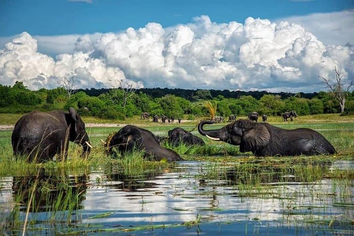 Chobe Day Safari from Livingstone: Boat Cruise and Game Drive photo 1