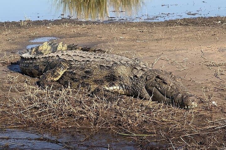 Chobe River Afternoon Boat Safari: Half-Day Wildlife Cruise from Kasane photo 5