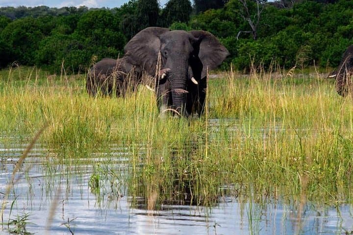 Chobe Day Safari from Livingstone: Boat Cruise and Game Drive photo 3