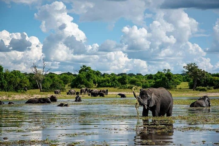 Chobe Day Safari from Livingstone: Boat Cruise and Game Drive photo 4