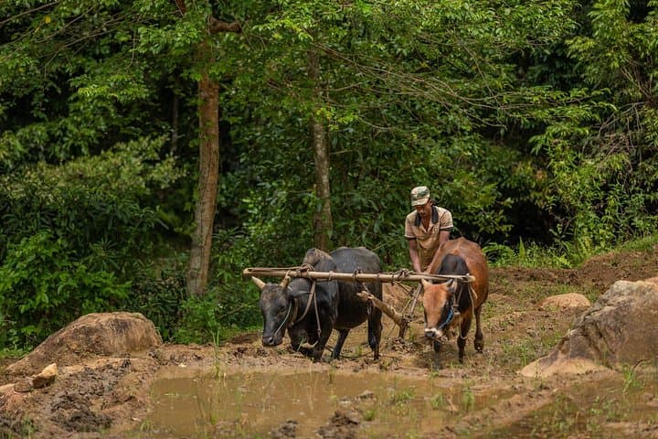 Ella Village Jeep Trek: Paddy Fields, Pepper Harvest & Home Cooking in Sri Lanka photo 4