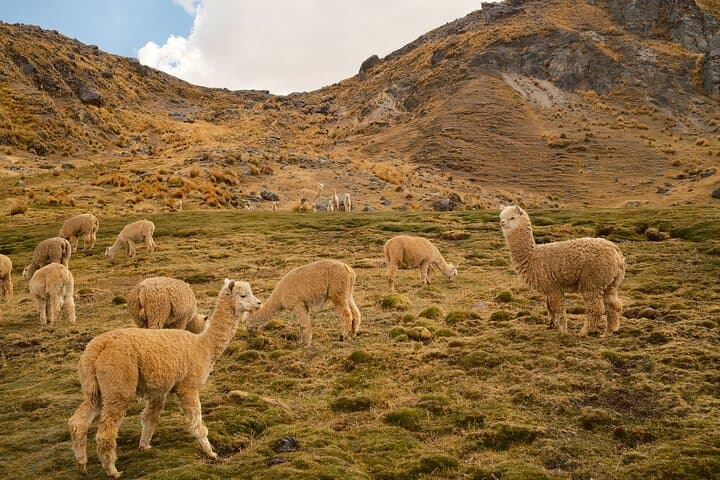Ausangate 12 Lakes Horseback Riding — Full-Day Private Tour from Cusco photo 6