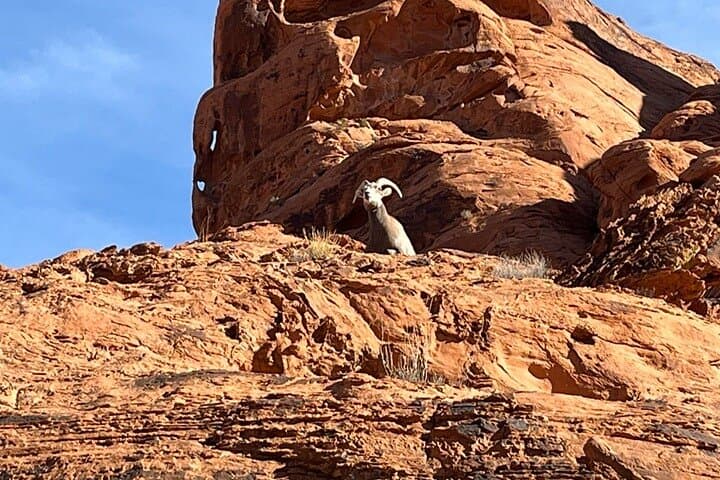 Valley of Fire Half-Day Tour from Las Vegas — Fire Wave, Petroglyphs & Desert Vistas photo 4