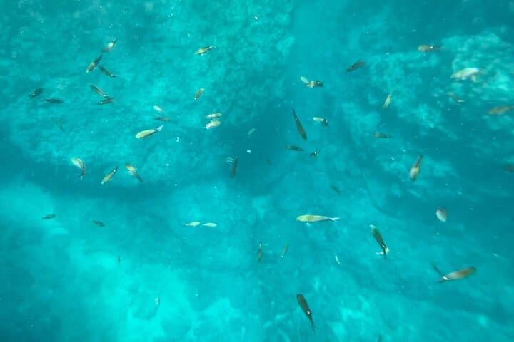 Punta Mita Coastal Boat Tour and Snorkeling — Private 2–3 Hour Scenic Cruise photo 4