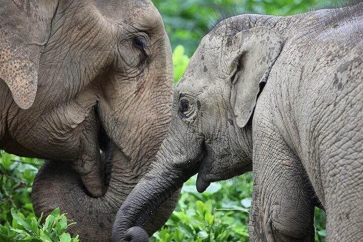 Taj Mahal and Wildlife SOS Agra Day Trip from Delhi — Private Tour photo 4
