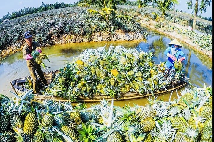 U Minh Thuong & Pineapple Village Tour — 2-Day Rach Gia Nature Escape photo 3