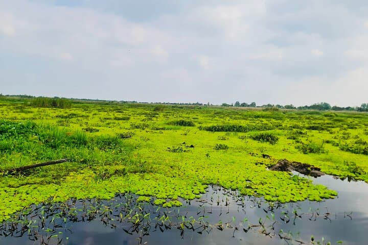 U Minh Thuong & Pineapple Village Tour — 2-Day Rach Gia Nature Escape photo 5