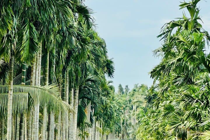 U Minh Thuong & Pineapple Village Tour — 2-Day Rach Gia Nature Escape photo 6