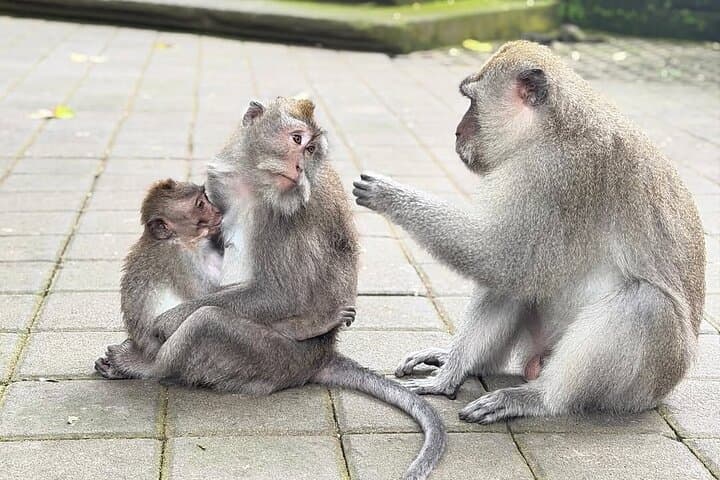 Ubud Zipline, Sacred Monkey Forest & Tirta Empul: A Full-Day Adventure photo 5