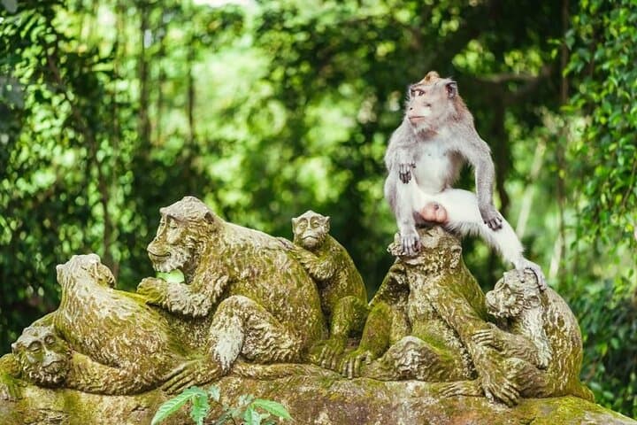 Ubud Zipline, Sacred Monkey Forest & Tirta Empul: A Full-Day Adventure photo 6