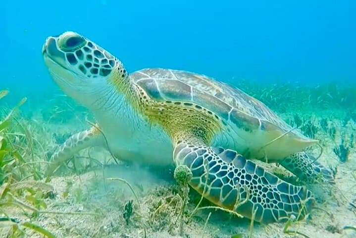 Snorkeling in Vieques: Sea Turtles, Stingrays & Punta Arenas Reef Tour photo 5