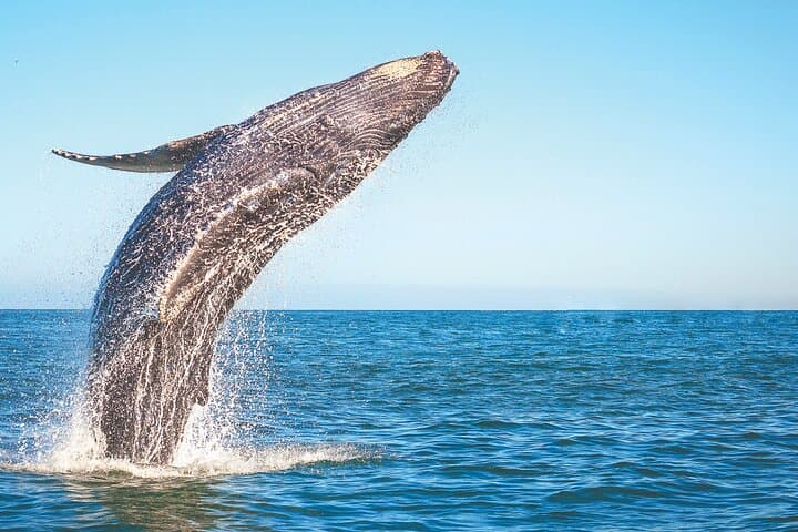 Full-Day Whale Watching and Cayo Levantado (Bacardi Island) from Punta Cana photo 4