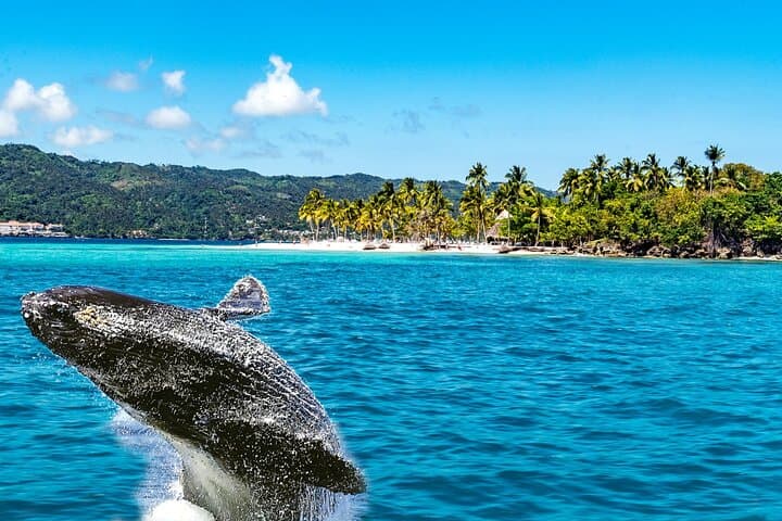 Full-Day Whale Watching and Cayo Levantado (Bacardi Island) from Punta Cana