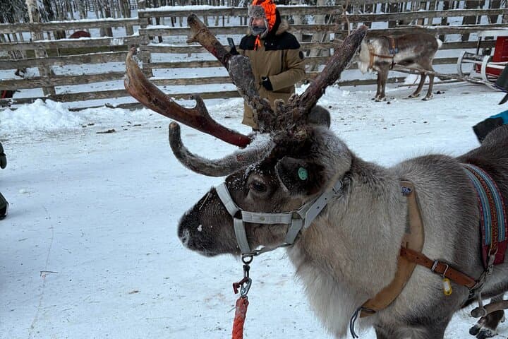 Reindeer Sleigh Ride & Husky Farm Visit in Rovaniemi — Lapland Winter Experience