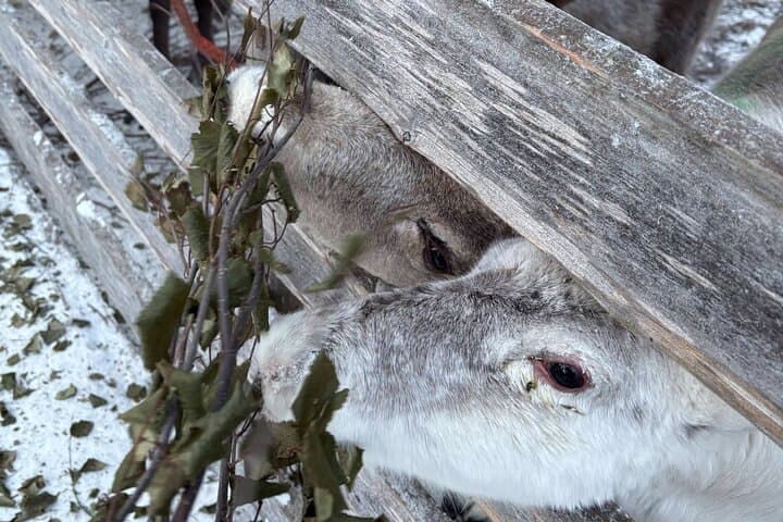 Reindeer Sleigh Ride & Husky Farm Visit in Rovaniemi — Lapland Winter Experience photo 4