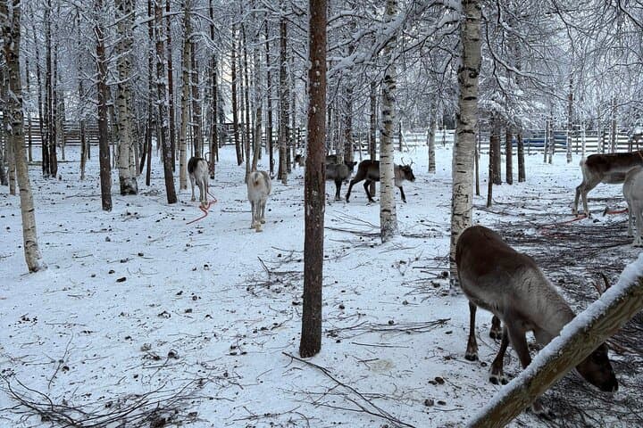 Reindeer Sleigh Ride & Husky Farm Visit in Rovaniemi — Lapland Winter Experience photo 6