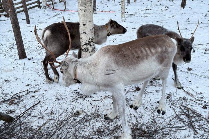 Reindeer Sleigh Ride & Husky Farm Visit in Rovaniemi — Lapland Winter Experience photo 2