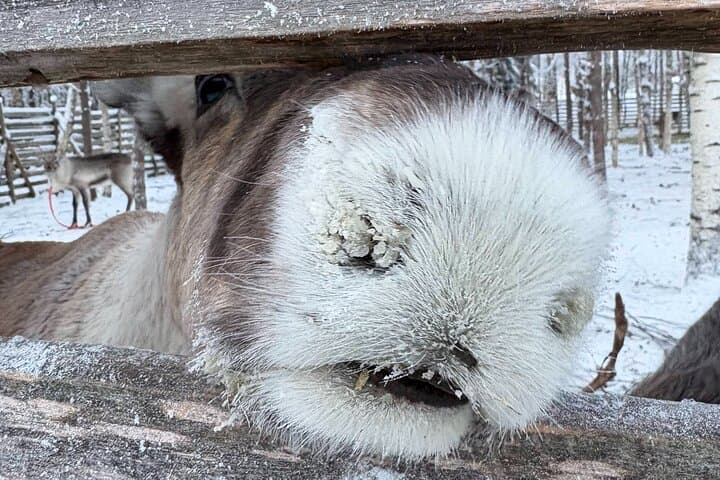 Reindeer Sleigh Ride & Husky Farm Visit in Rovaniemi — Lapland Winter Experience photo 5