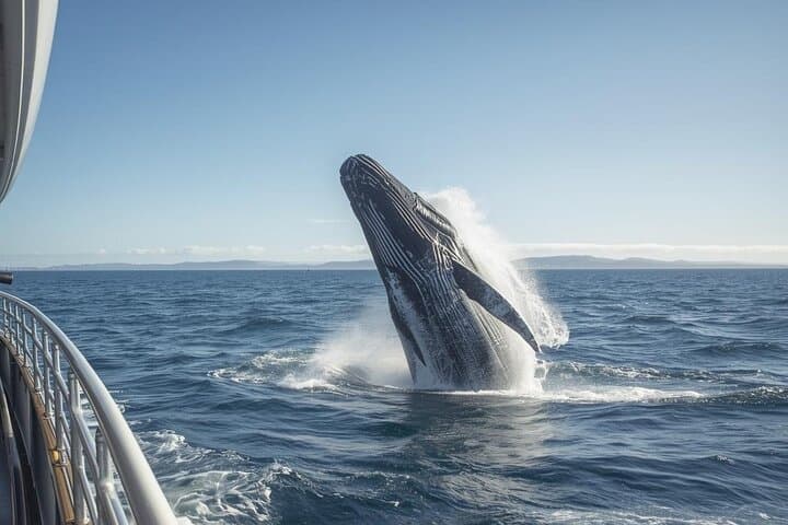 Hermanus Private Whale Watching and Benguela Cove Wine Tasting