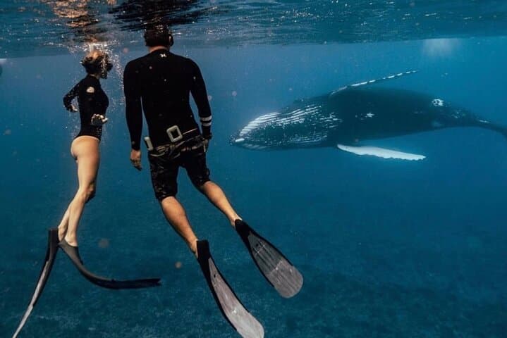 Swim with Humpback Whales in Rarotonga — Ethical Small-Group Whale Swims