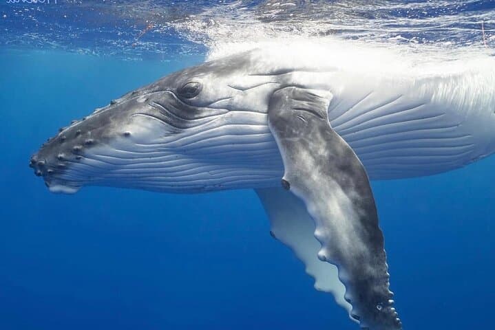 Swim with Humpback Whales in Rarotonga — Ethical Small-Group Whale Swims photo 2