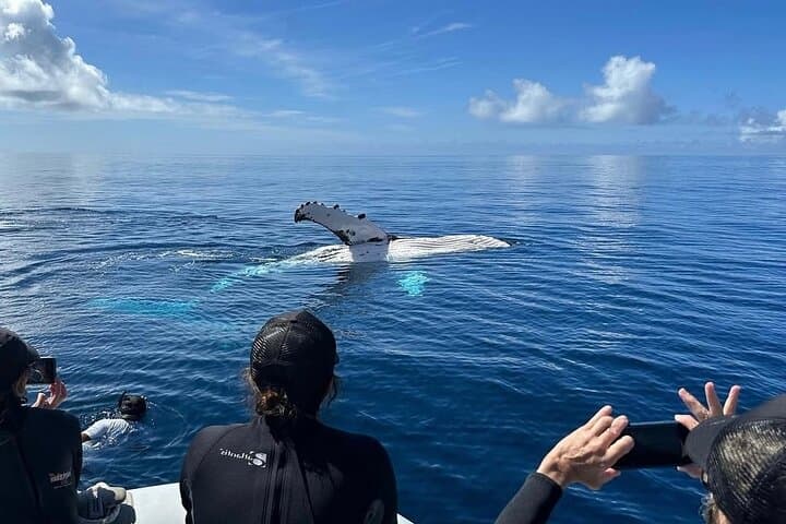 Swim with Humpback Whales in Rarotonga — Ethical Small-Group Whale Swims photo 3