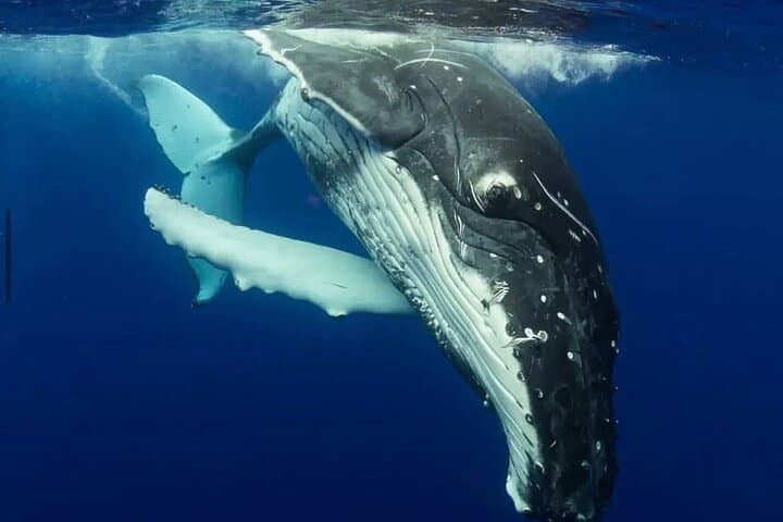 Swim with Humpback Whales in Rarotonga — Ethical Small-Group Whale Swims photo 4