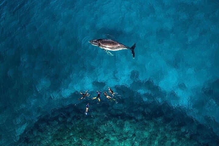 Swim with Humpback Whales in Rarotonga — Ethical Small-Group Whale Swims photo 5