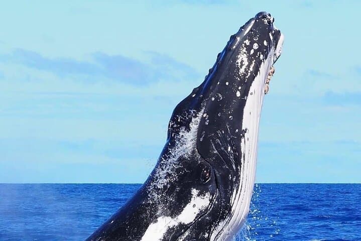 Swim with Humpback Whales in Rarotonga — Ethical Small-Group Whale Swims photo 6