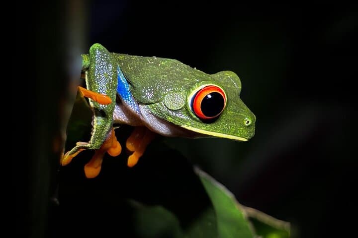 Bijagua Night Walk: Rainforest After Dark to See Frogs, Sloths & Nocturnal Life