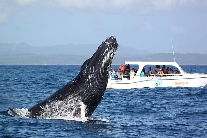 Samana Bay Whale Watching & Cayo Levantado Day Trip photo 6