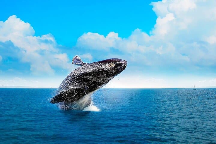 Samana Bay Whale Watching & Cayo Levantado Day Trip
