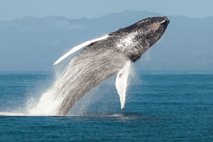 Samana Bay Whale Watching & Cayo Levantado Day Trip photo 2