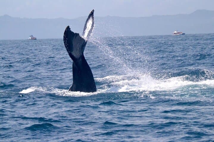 Samana Bay Whale Watching & Cayo Levantado Day Trip photo 4