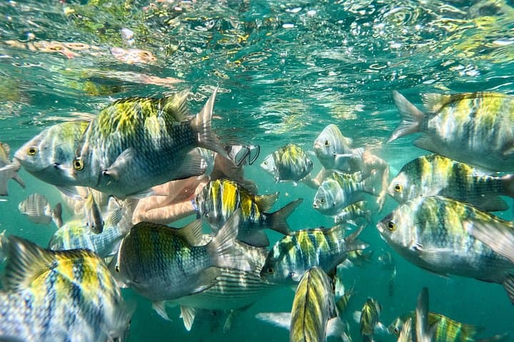 Snorkel Majahuitas: Hidden Beaches & Marine Life from Puerto Vallarta photo 1
