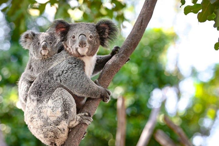 Blue Mountains Luxury Small Group Tour: Scenic Hikes, Waterfalls and Wildlife from Sydney photo 4
