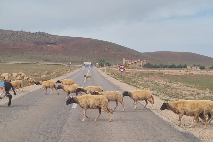 Middle Atlas Mountains Private Day Trip from Fez: Ifrane, Azrou & Immouzer photo 4