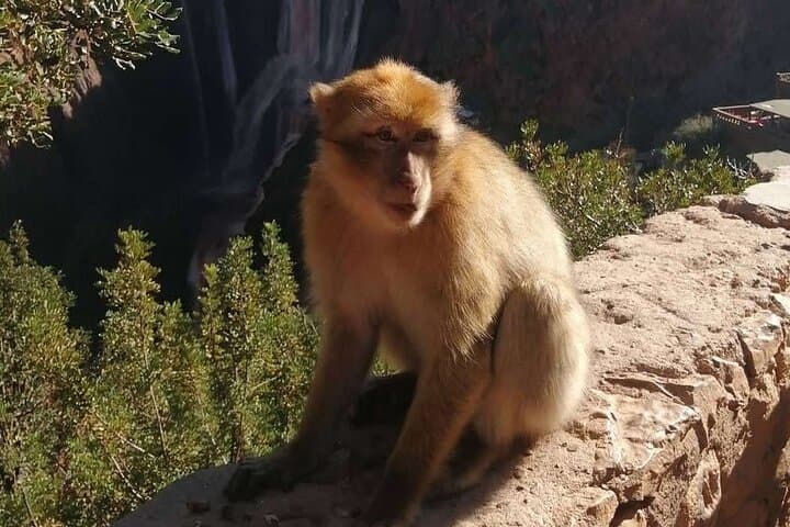 Middle Atlas Mountains Private Day Trip from Fez: Ifrane, Azrou & Immouzer photo 6