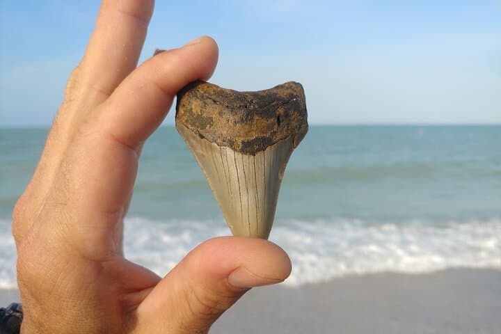 Shark Tooth Hunting on Manasota Key: Guided Eco Tour & Beachcombing Tips photo 2