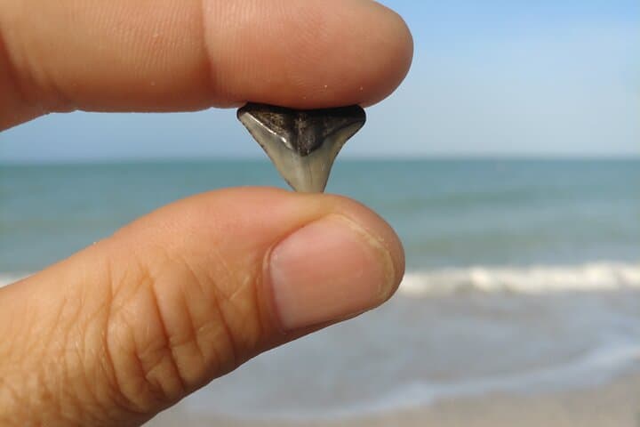 Shark Tooth Hunting on Manasota Key: Guided Eco Tour & Beachcombing Tips photo 4