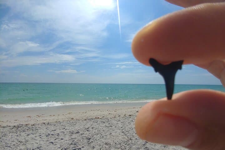 Shark Tooth Hunting on Manasota Key: Guided Eco Tour & Beachcombing Tips photo 5