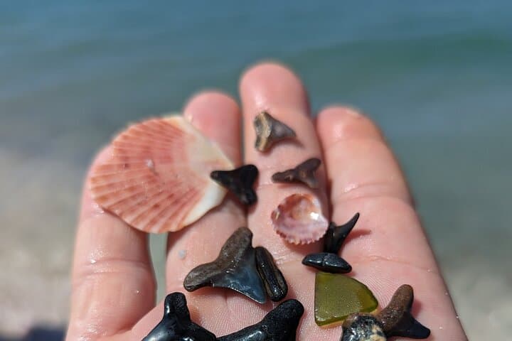 Shark Tooth Hunting on Manasota Key: Guided Eco Tour & Beachcombing Tips photo 6